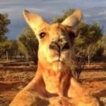 MrKangaroo Polymarket profile