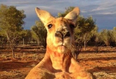 MrKangaroo