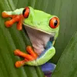 Mr.Frog🐸 Polymarket user profile