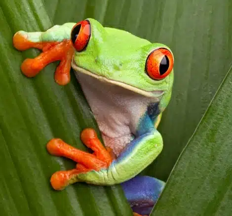 Mr.Frog🐸