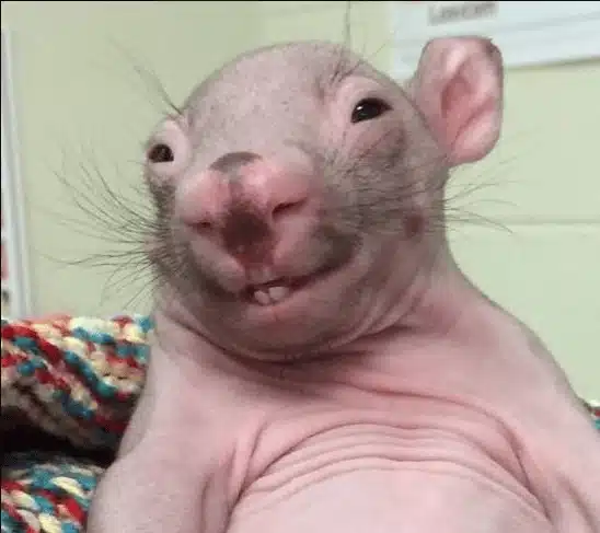 BriefingRoomRat