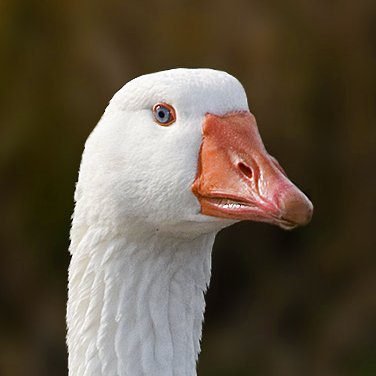 Jesterthegoose