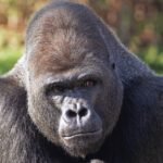 Gorilla Polymarket User Profile