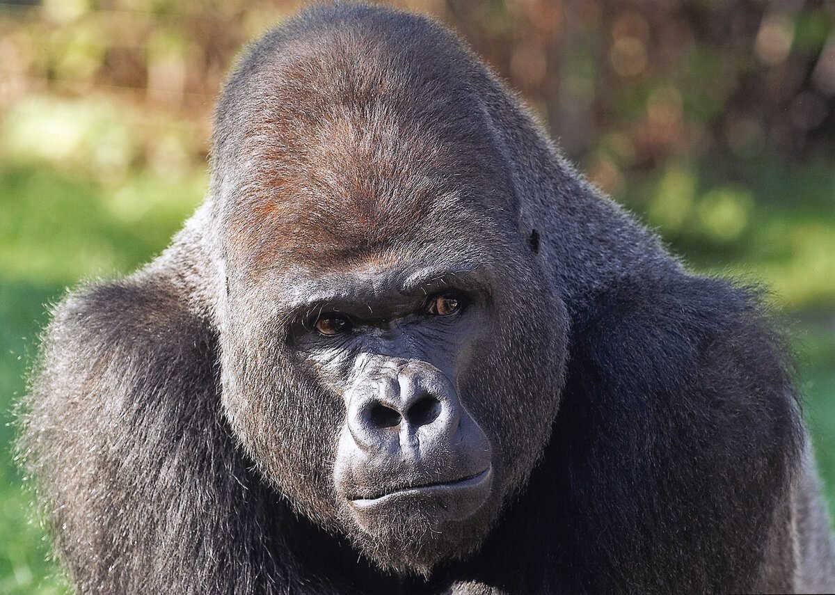 Gorilla